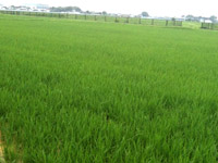 古くより早場米の産地として知られていた吉川は、市の北部・東部を中心に稲作が発展してきました。そのおいしさで人気が高く地元で売られるせんべいなどの原料にもなっています。
