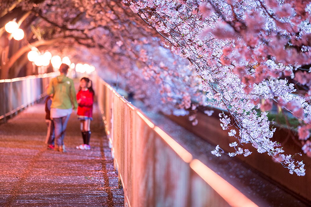 桜のトンネルに誘われて